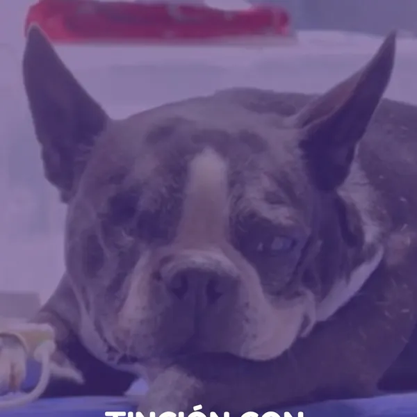 Un bulldog francés acostado en la camilla