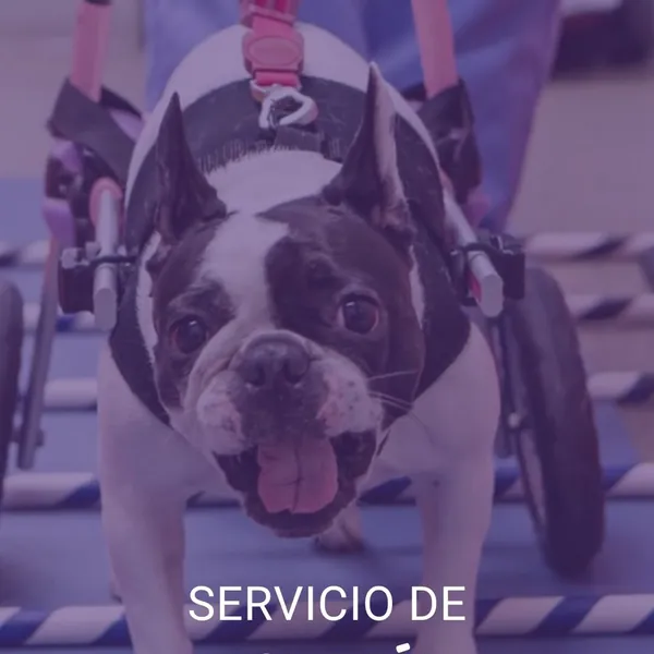 Un bulldog francés con su carrito de ruedas, en una sesión de fisiatría