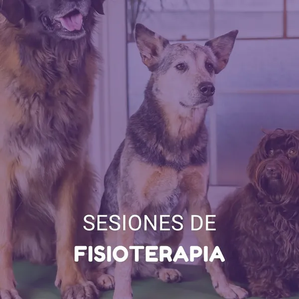 Tres perros sentados en la sala de fisioterapia