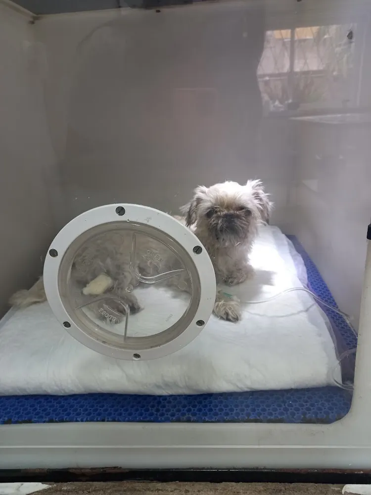 Un perro chiquito de pelo claro, acostado en una incubadora de la sala de internación