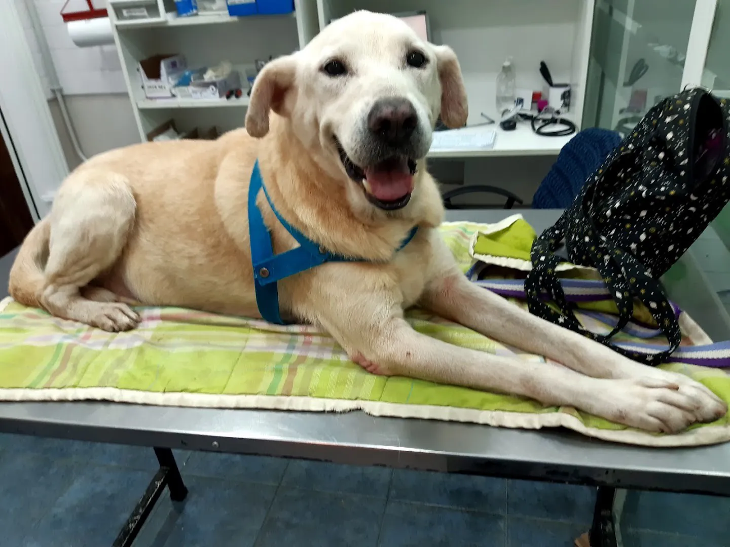 Un perro de pelo claro y arnés celeste, sonriente sobre la camilla del consultorio